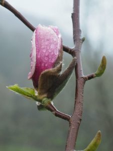 Magnolia ‘Nelly’