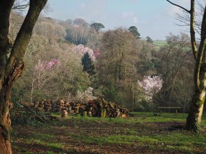 The new view from the top of the Rookery