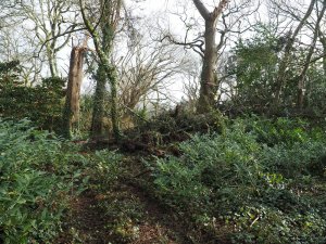 fallen trees at the top of the Rookery