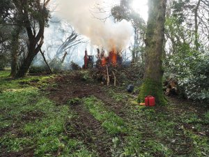 fallen trees at the top of the Rookery