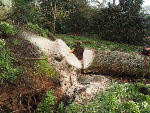 fallen trees at the top of the Rookery
