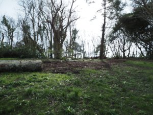 Tree clearance work