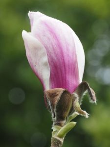 Magnolia ‘April Melody’
