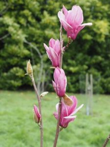 Magnolia ‘Starburst’