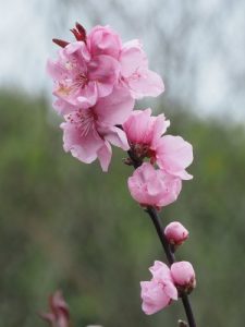 Prunus x persicoides ‘Spring Glow’