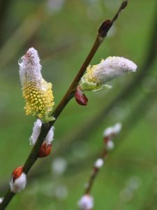 Salix hookeriana