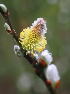 Salix hookeriana