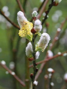 Salix hookeriana
