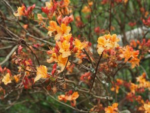 deciduous Azalea