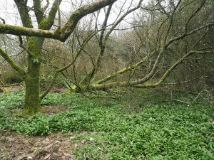 A fallen Magnolia x proctoriana