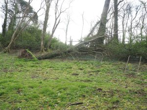 A fallen sycamore
