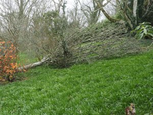 hurricane blown Sorbus