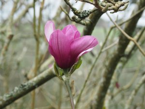 Magnolia ‘Apollo’