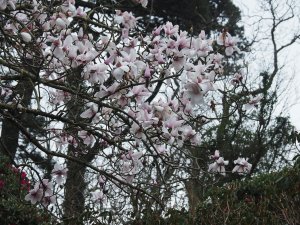 Magnolia campbellii ‘Alba’