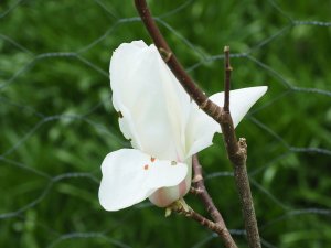 Magnolia cylindrica ‘Hohman’