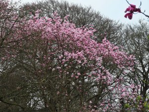 Magnolia ‘Mr. Julian’