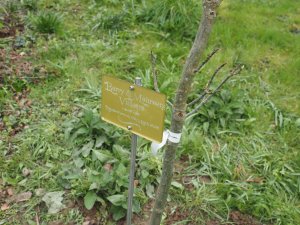memorial Liquidambar tree
