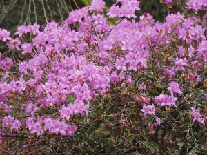 Rhododendron kiyosumense