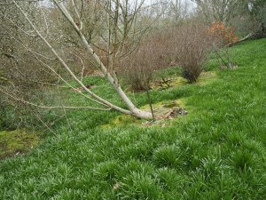 A wind damaged magnolia
