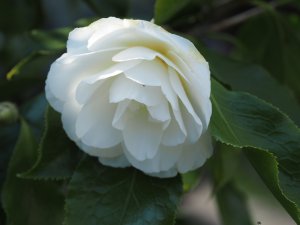 Camellia ‘Holly Bright’