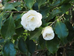 Camellia ‘Holly Bright’