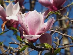 Magnolia ‘Big Dude’