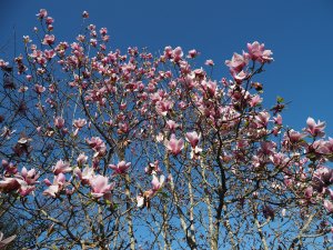 Magnolia ‘Big Dude’
