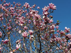 Magnolia ‘Big Dude’