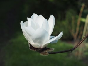 Magnolia ‘Joli Pompom’
