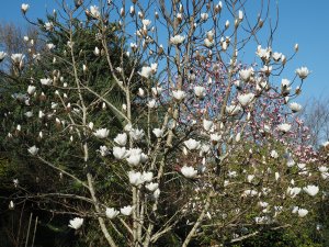 Magnolia ‘Joli Pompom’