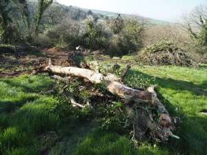 pen clearance work in Parnall’s Hill