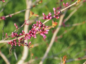 Cercis chingii