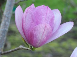 Magnolia cylindrica x Magnolia campbellii ‘Darjeeling’