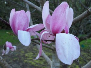 Magnolia cylindrica x Magnolia campbellii ‘Darjeeling’