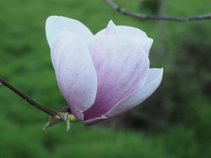 Magnolia ‘Paul Cook’