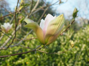 Magnolia ‘Tropicana’