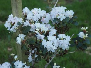 Rhododendron racemosum