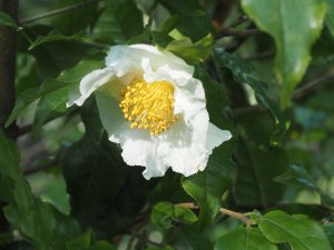 Camellia trichocarpa