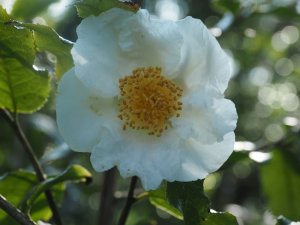 Camellia trichocarpa
