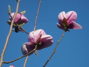 Magnolia ‘Altas’ x M. ‘Black Tulip’ (WH 38)