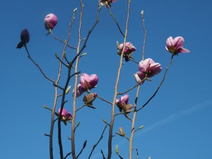 Magnolia ‘Altas’ x M. ‘Black Tulip’ (WH 38)