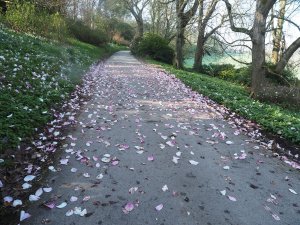Magnolia petals