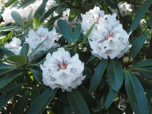 Rhododendron calophytum