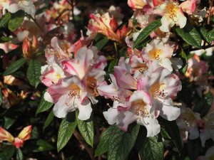 Rhododendron ‘Else Frye’