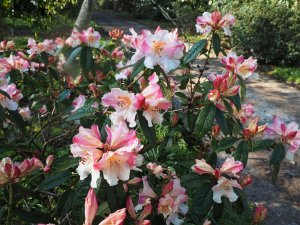 Rhododendron ‘Else Frye’