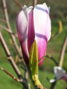 Magnolia ‘Pickard’s Schmetterling’