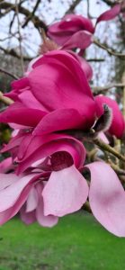 M. sprengeri var. diva ‘Diva’