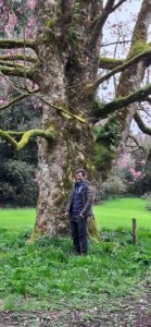 M. sprengeri var. diva ‘Diva’