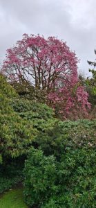 M. sprengeri var. diva ‘Diva’