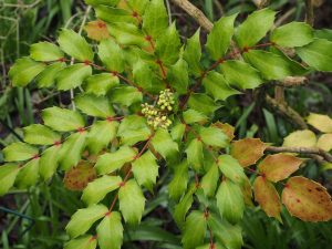Mahonia tikushiensis